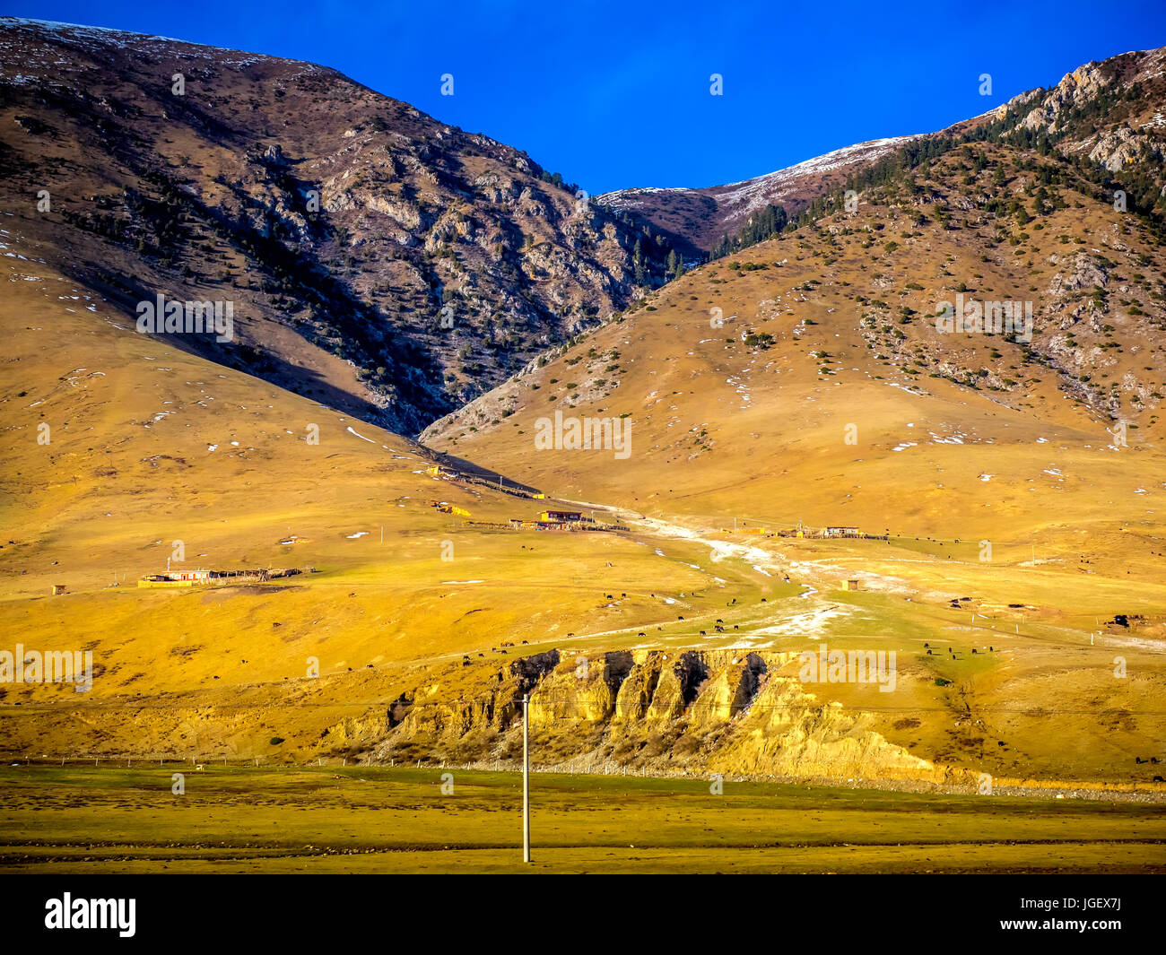 Yaks Bauernhof am Berg in Sichuan, China Stockfoto