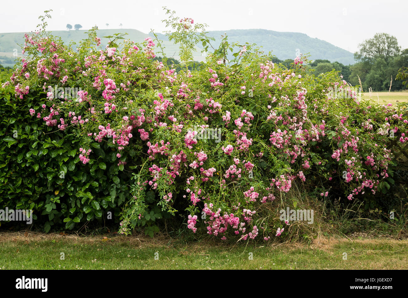Ein reichblühend rosa Rambler rose kriechen, und mischte sich mit benachbarten Laurel eine bunte Grenze in einem englischen Garten Hecke Stockfoto