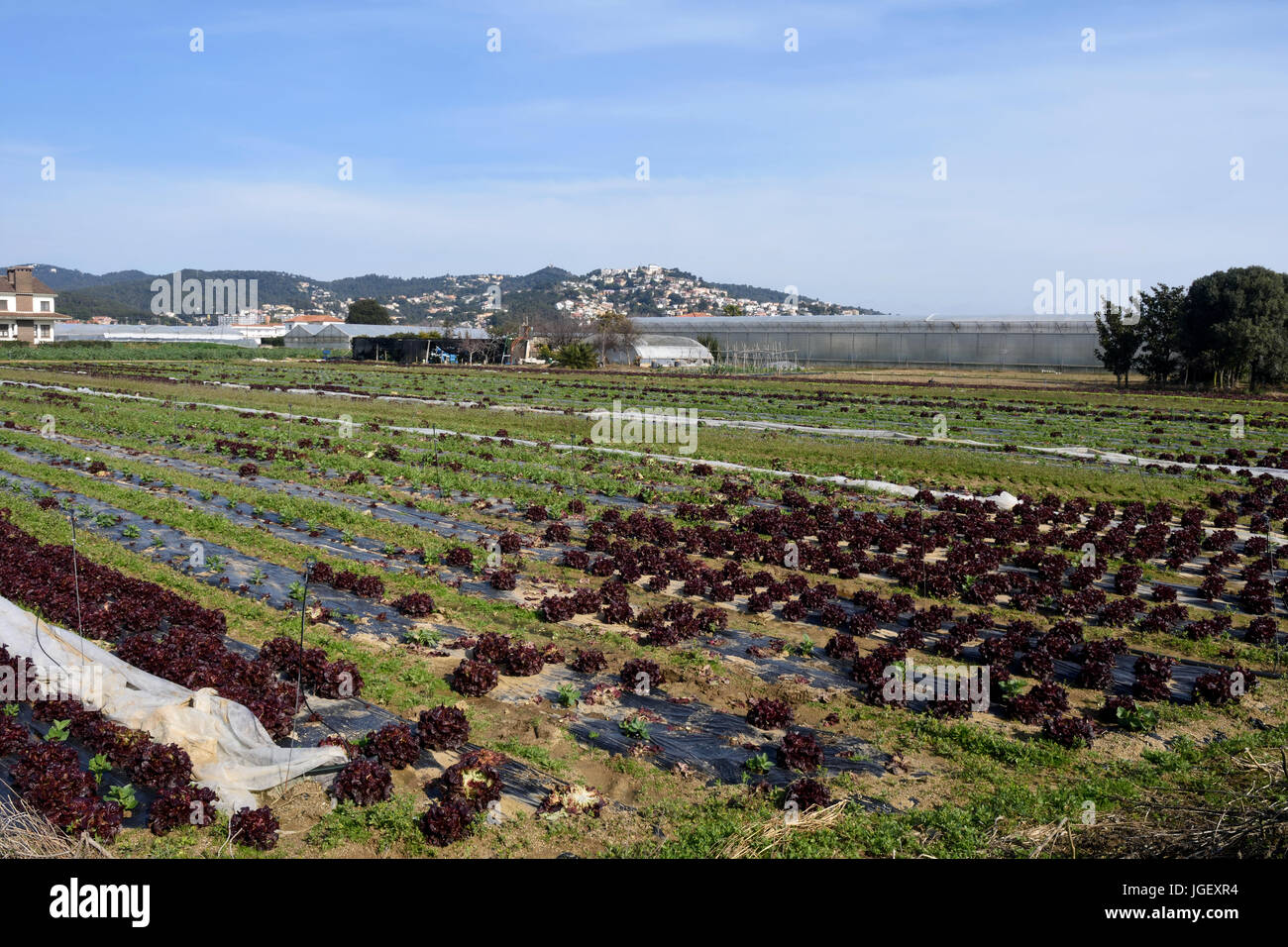 Der typische Gemüse Garten von El Maresme in der Nähe von Malgrat de Mar, Provinz Barcelona, Catalona, Spanien Stockfoto