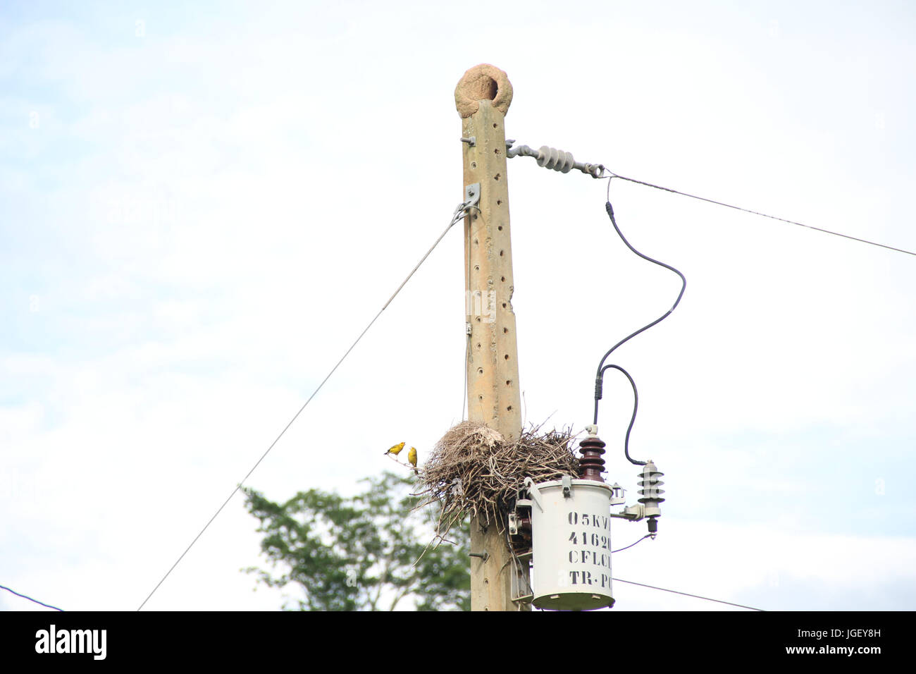Vogel, Kanarischen, Nest, Transformator, Bauernhof, 2016, Merces, Minas Gerais, Brasilien. Stockfoto