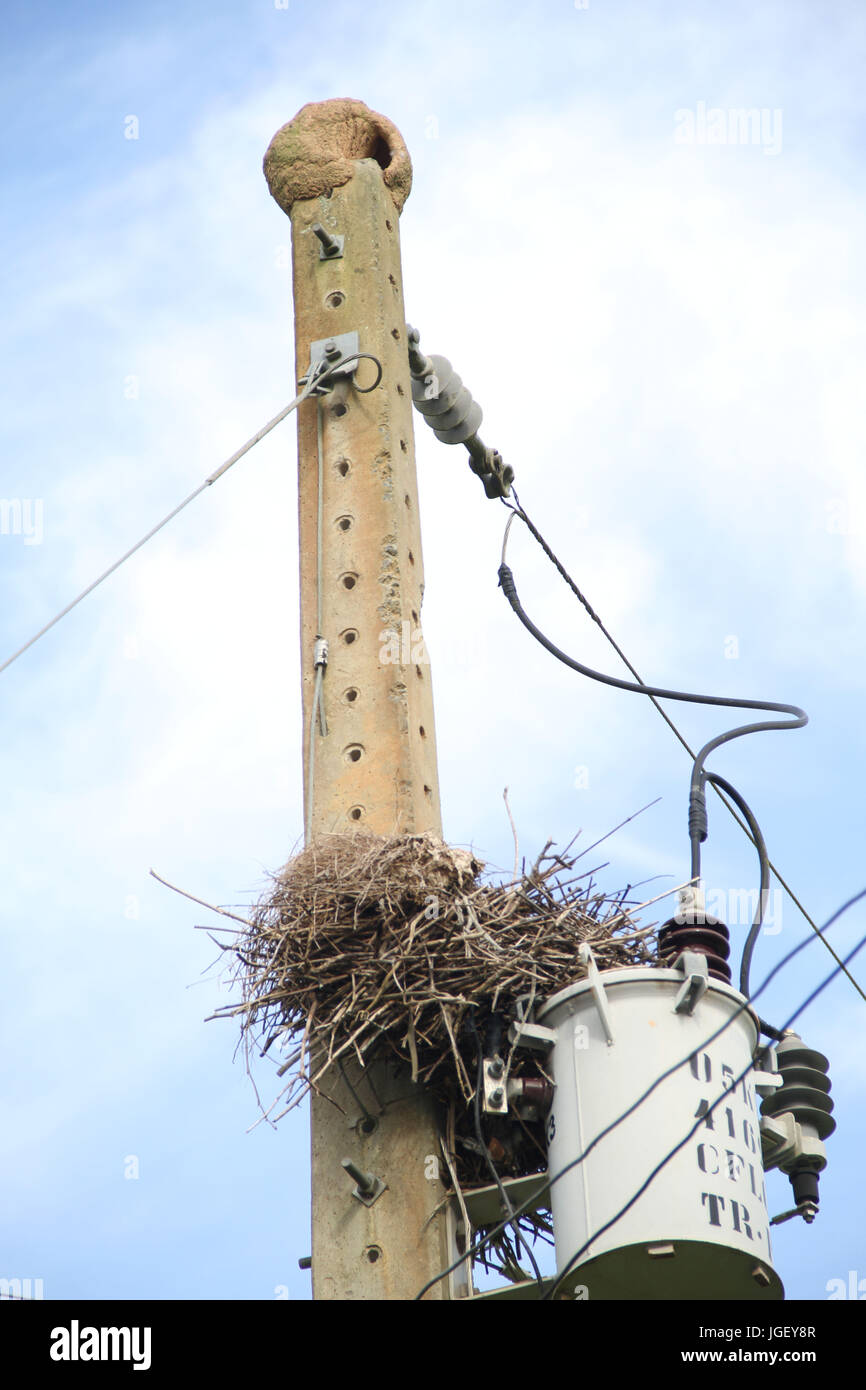 Vogel, Nest, Transformator, Bauernhof, 2016, Merces, Minas Gerais, Brasilien. Stockfoto