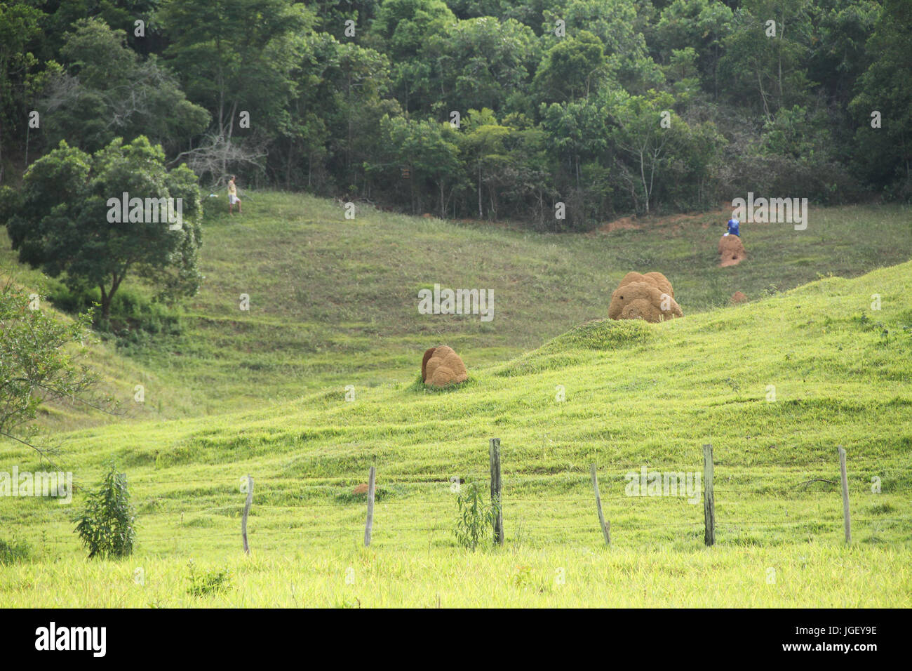 Menschen Jagd auf Vögel, Landschaft, Bauernhof, 2016 Merces, Minas Gerais, Brasilien. Stockfoto