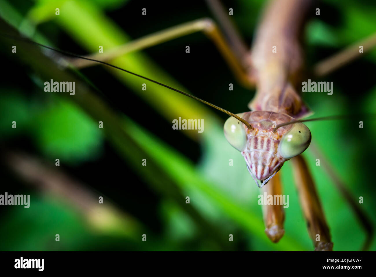 Eine braun hält um eine Spitze in die Kamera zu nehmen. Stockfoto