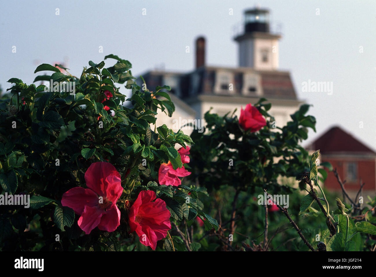 Strand Pflaume Rosen blühen am Rose Insel Llight in Newport Harbor, Newport, RI Stockfoto