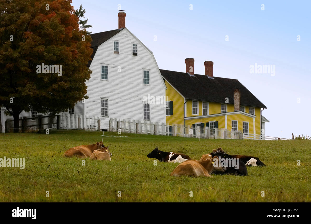 Kühe in Ruhe vor dem Shaker Village und Museum in Canterbury, NH, USA Stockfoto