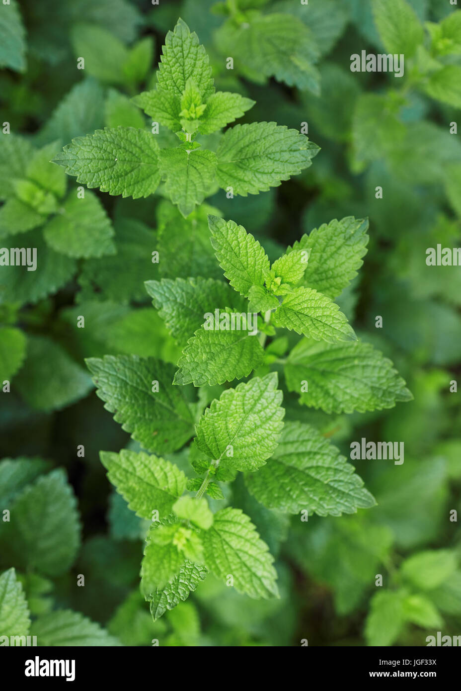 Zitronenmelisse im Garten wächst. Stockfoto