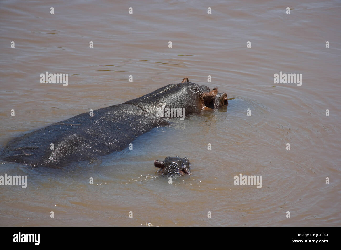 Weibliche Flusspferd (Hippopotamus Amphibius) mit ihrem Baby in den Mara River schwimmen. Masai Mara, Kenia, Afrika Stockfoto