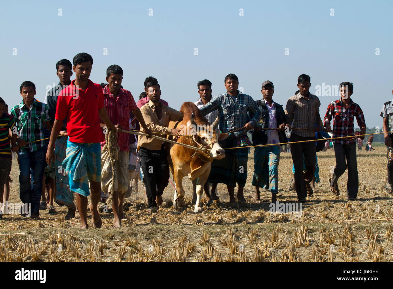 Menschen bringen einen Stier Stierkampf Wettbewerb bei Sahata. Netrokona, Bangladesch. Stockfoto