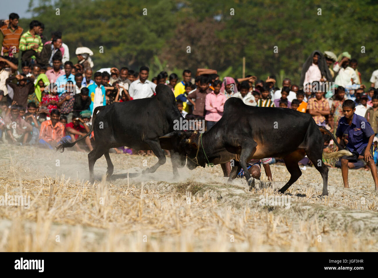 Stierkampf-Wettbewerb auf Sahata. Netrokona, Bangladesch. Stockfoto