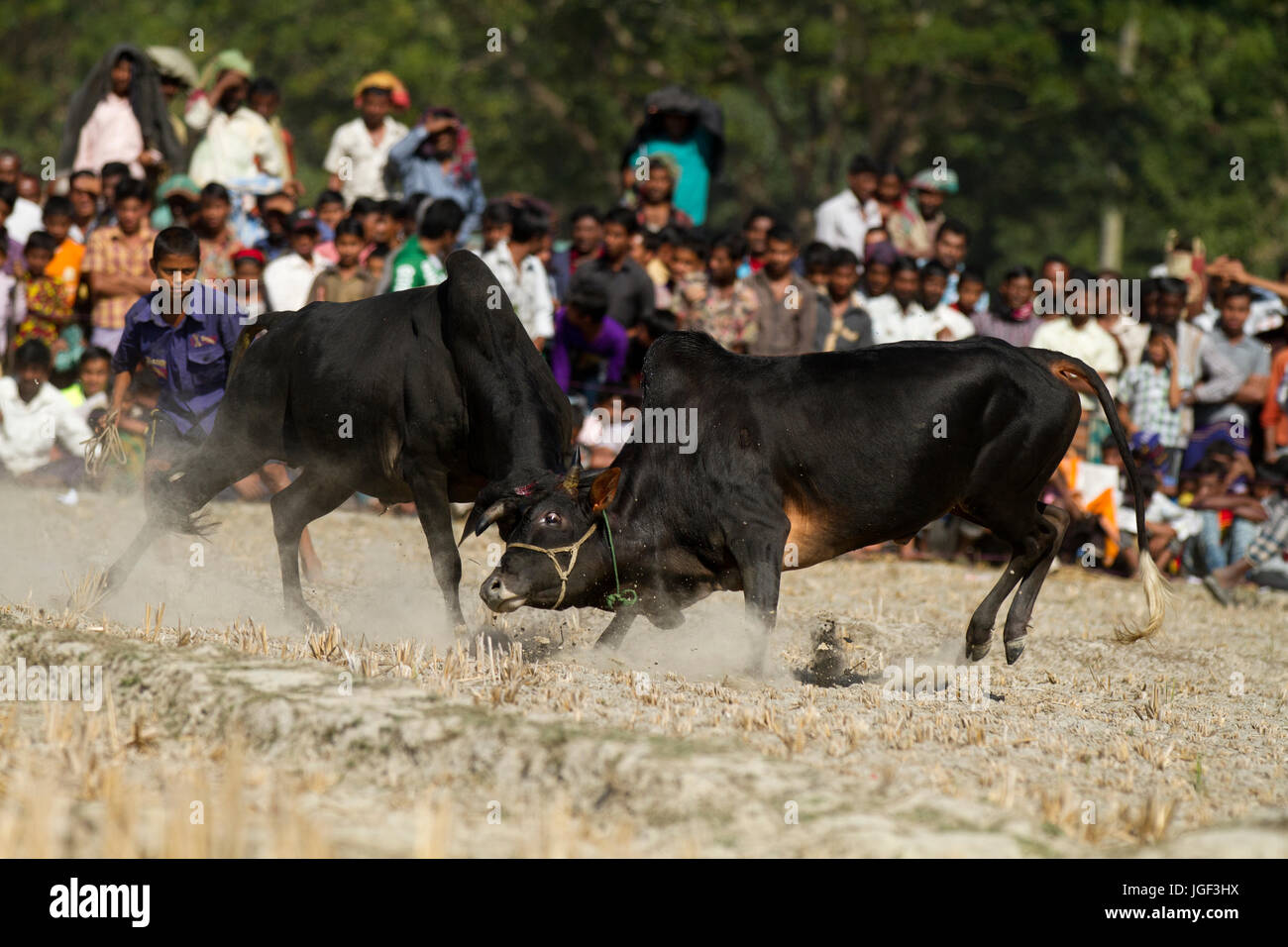 Stierkampf-Wettbewerb auf Sahata. Netrokona, Bangladesch. Stockfoto