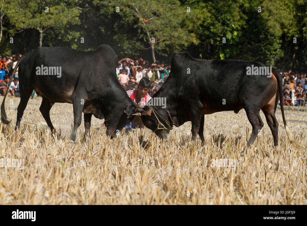 Stierkampf-Wettbewerb auf Sahata. Netrokona, Bangladesch. Stockfoto