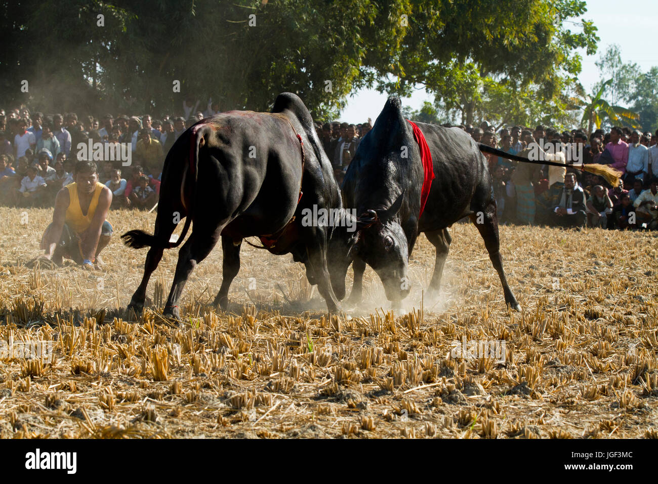 Stierkampf-Wettbewerb auf Sahata. Netrokona, Bangladesch. Stockfoto