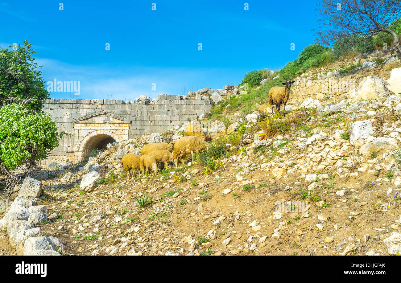 Hügel von Letoon archäologische Stätte sind der beste Ort für weidenden Schafen, Türkei Stockfoto