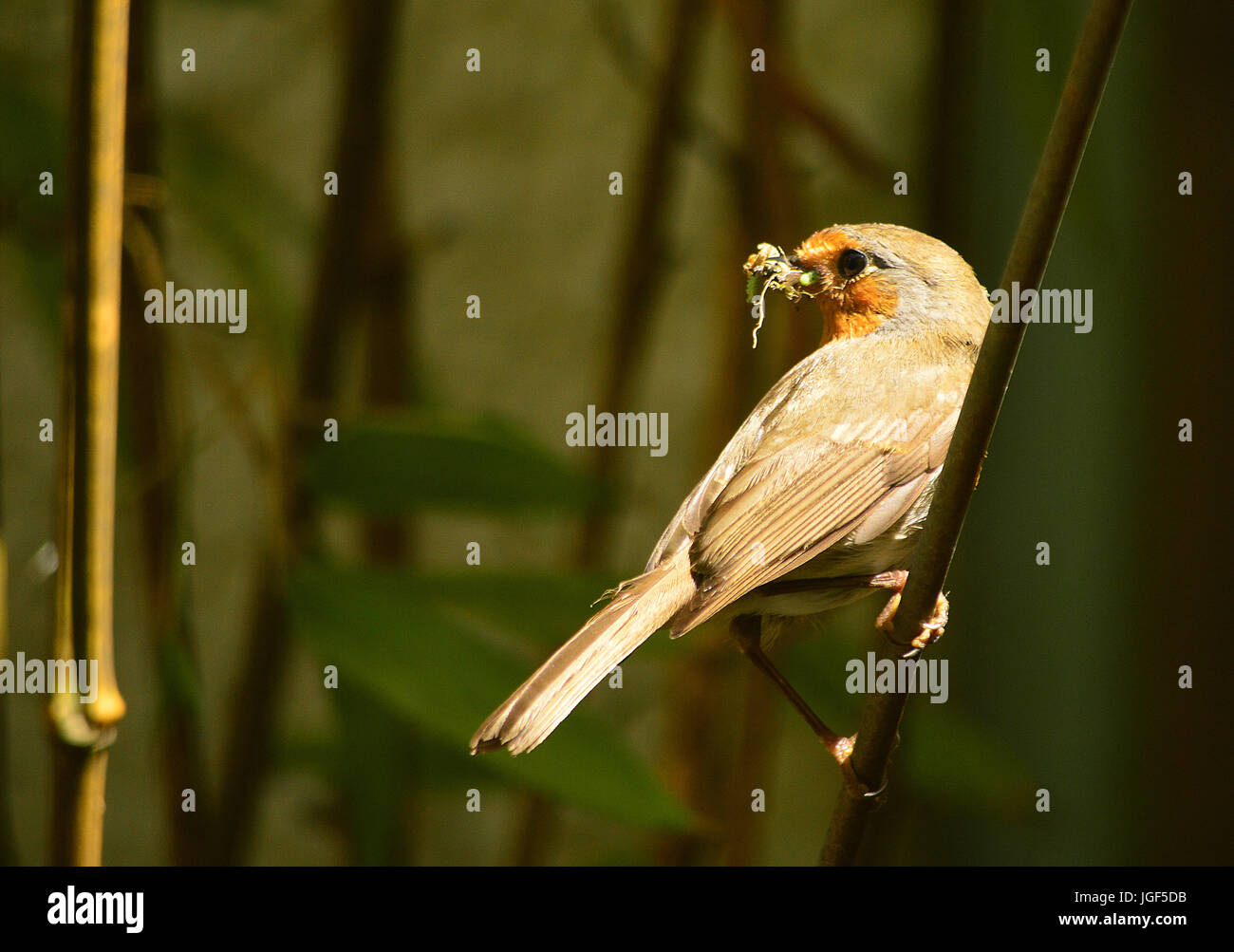 Robins mit Nahrung für junge Stockfoto