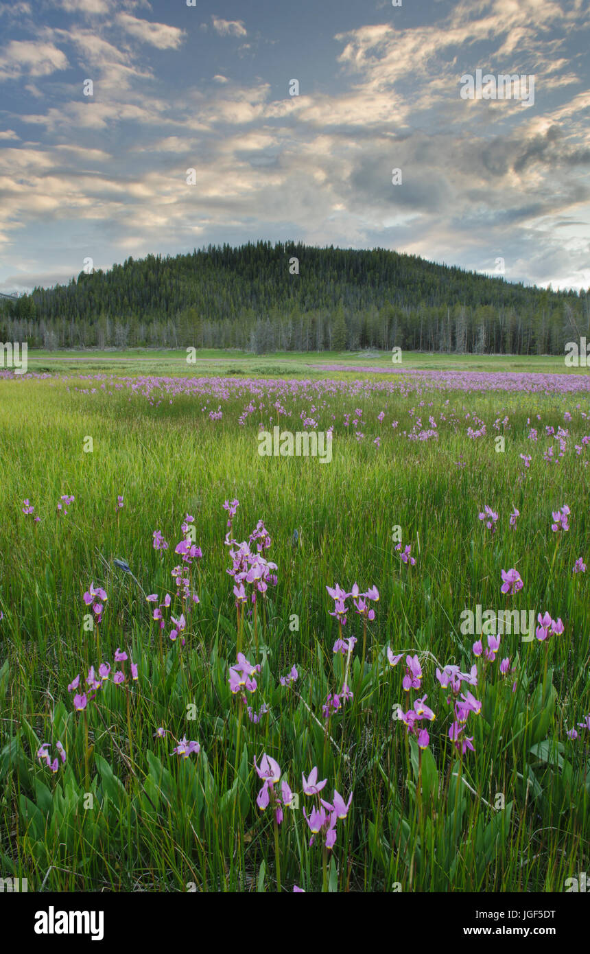 Shooting Star (Dodecatheon Conjugens) Wildblumen blühen in Elk Wiesen, Lachs-Challis National Forest Idaho Stockfoto