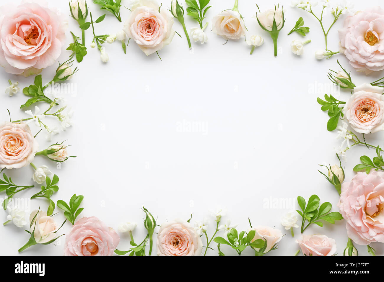 Rosa Rosen auf weißem Hintergrund Stockfoto