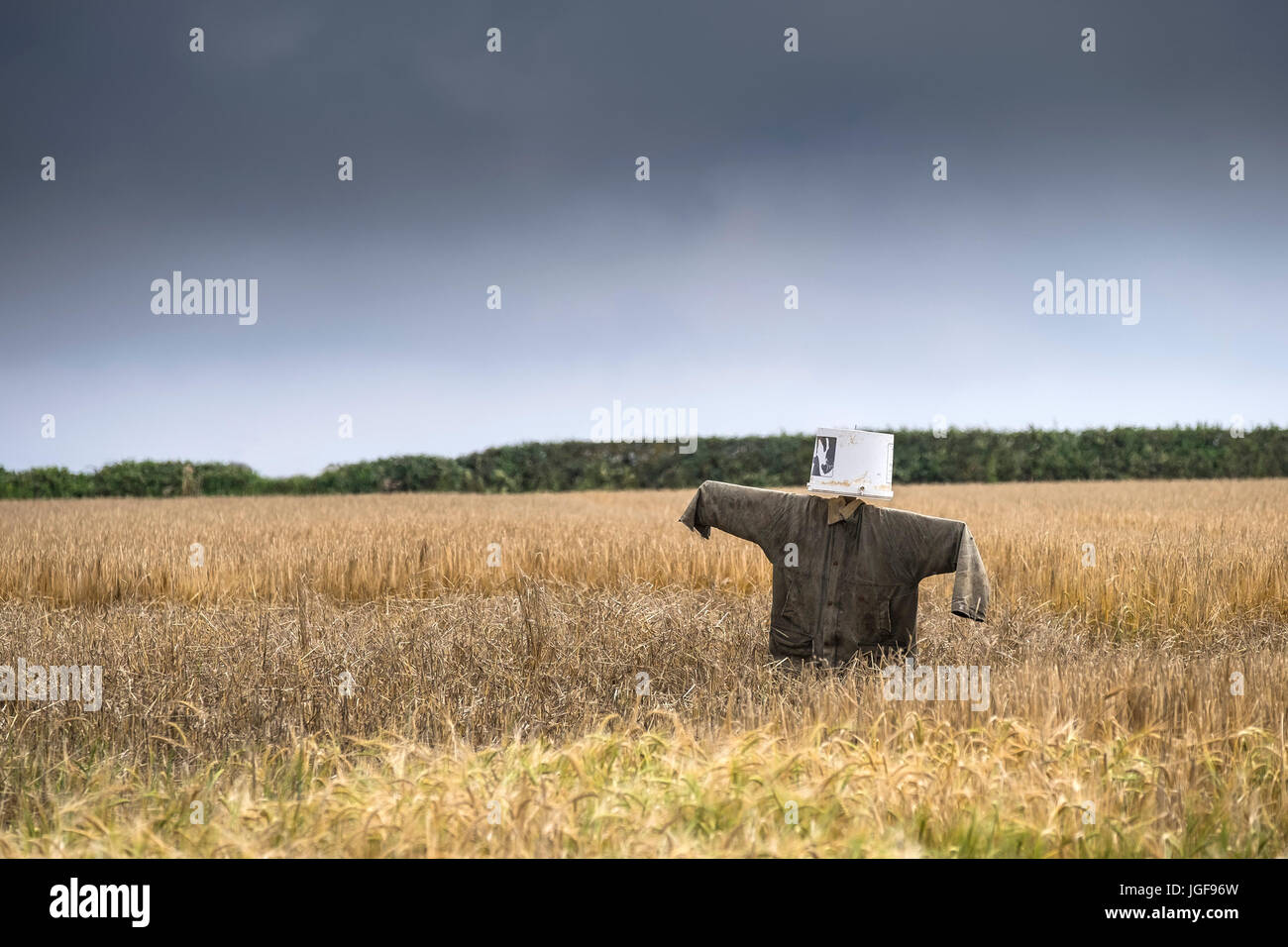 Eine Vogelscheuche in einem Feld. Stockfoto
