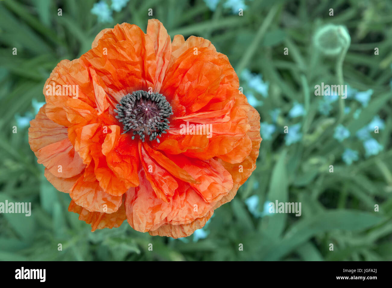 Orange orientalische Mohn in voller Blüte gegen einen grünen Rücken Boden mit Platz für Text. Stockfoto