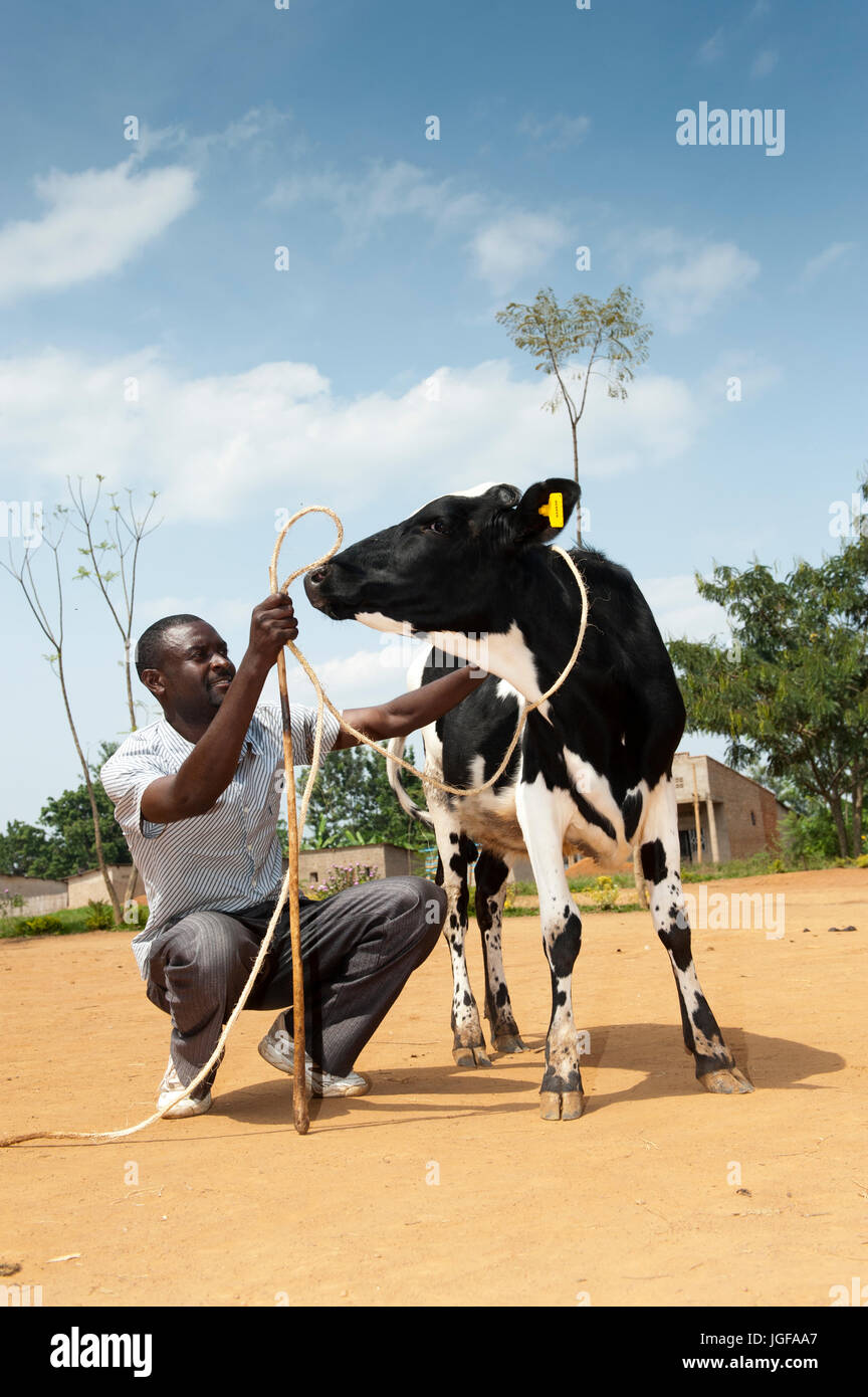 Ruandischen Bauern erhalten eine Milchkuh von einer Wohltätigkeitsorganisation, die mit dem Ziel, die afrikanischen Bauern selbst unterstützen helfen. Stockfoto