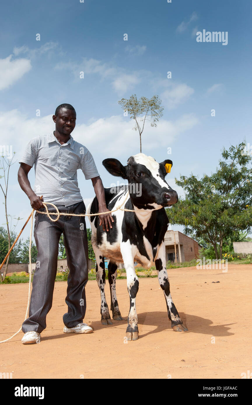 Ruandischen Bauern erhalten eine Milchkuh von einer Wohltätigkeitsorganisation, die mit dem Ziel, die afrikanischen Bauern selbst unterstützen helfen. Stockfoto