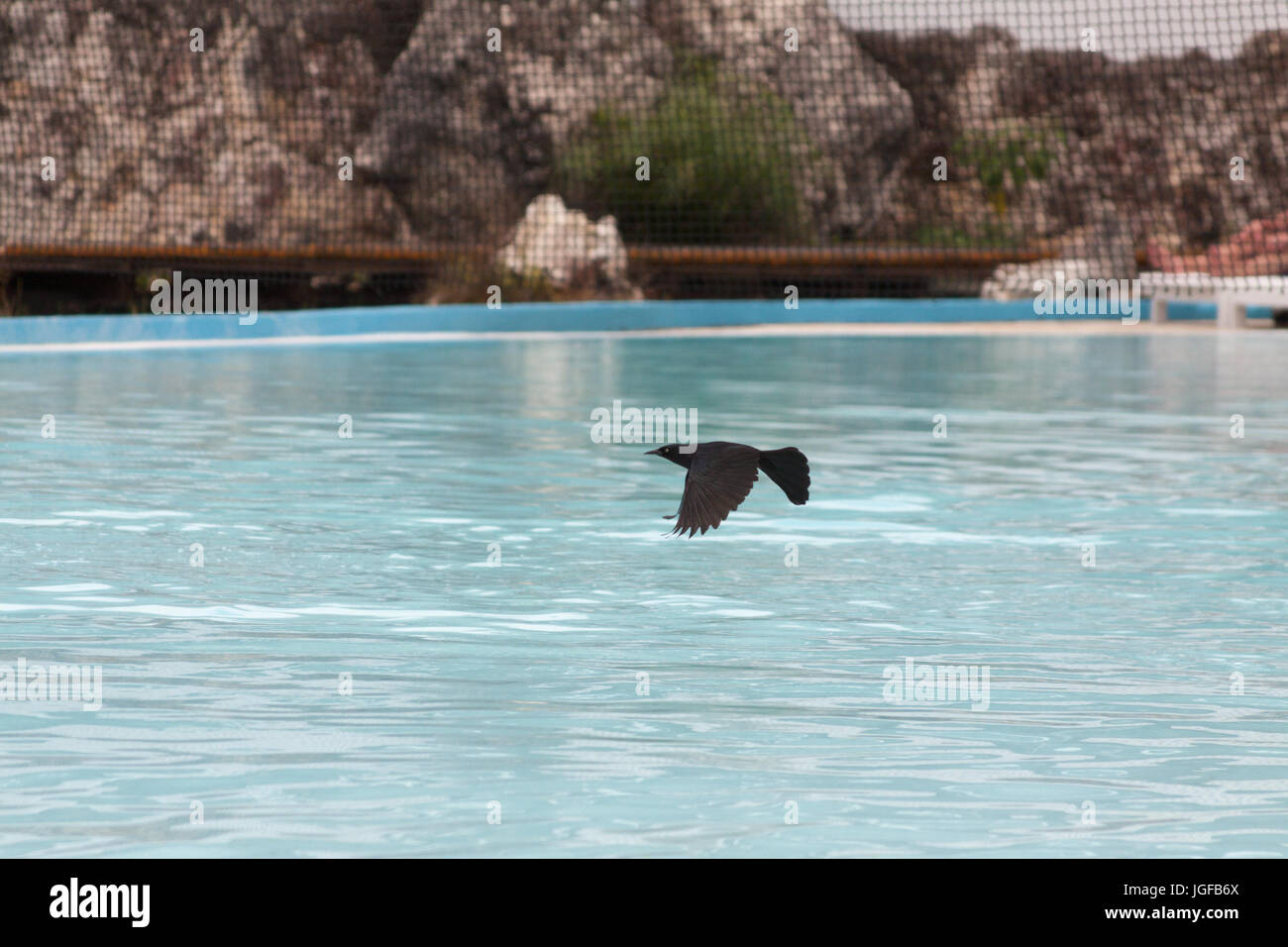 Schwarze Vögel auf Hotel Melia Cayo Coco, Cayo Coco, Kuba Stockfoto