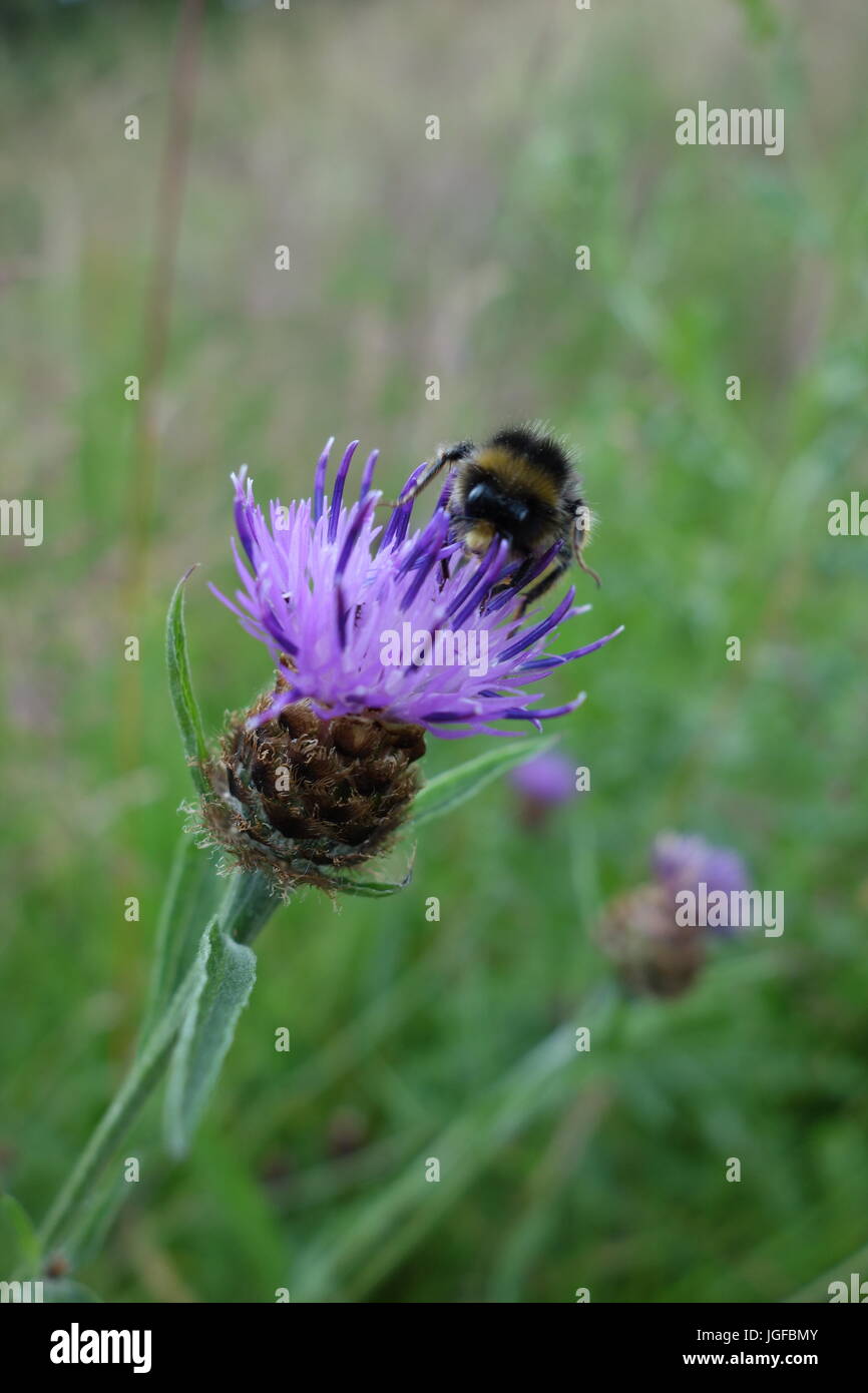 Natur Reservat warwickshire Stockfoto