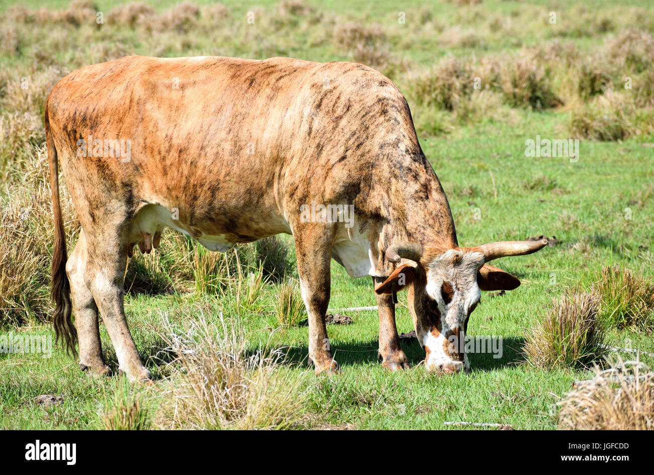 Kuh Weiden in einem Feld an einem sonnigen Tag Stockfoto