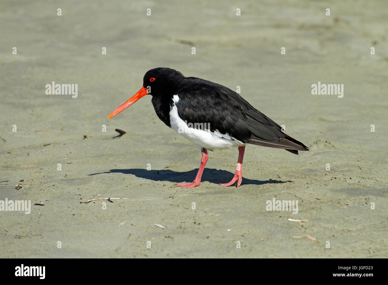 Südinsel pied Austernfischer (Haematopus Finschi), Caroline Bay, Timaru, Canterbury, Südinsel, Neuseeland Stockfoto