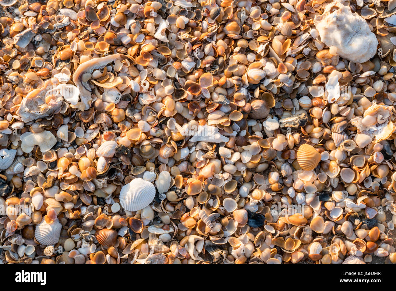 Eine Sammlung von Muscheln an den Stränden von Amelia Island in Florida gefunden. Stockfoto