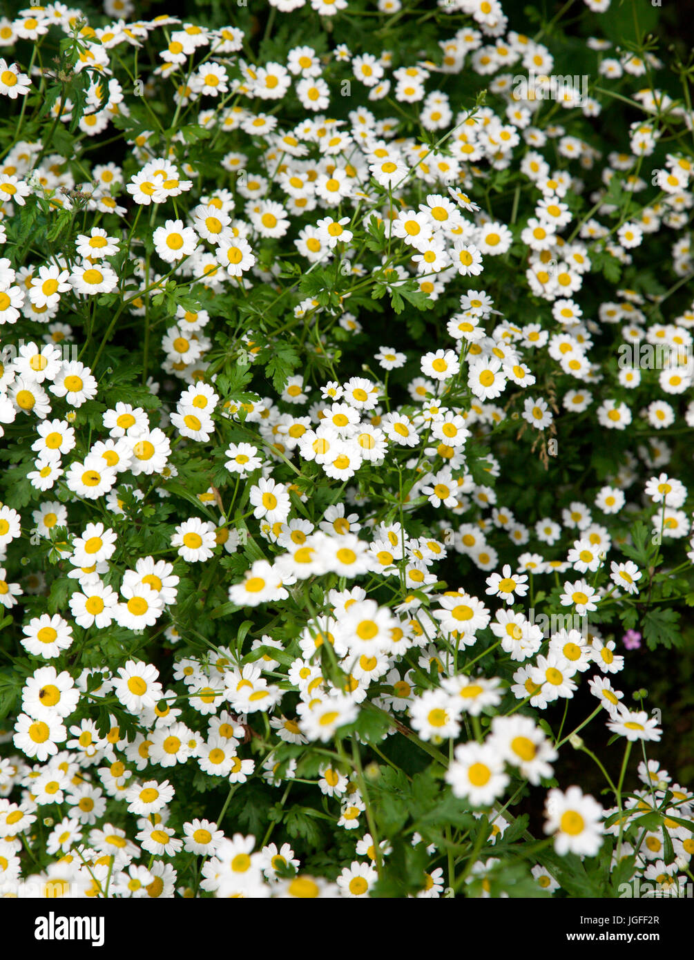 Das Mutterkraut Tanacetum Parthenium, wilde Blume wächst in einem irischen Garten Stockfoto