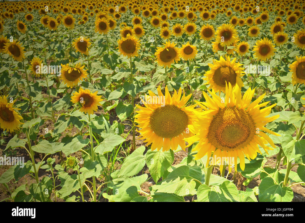 Sonnenblumenfeld Landschaft. gefilterte Instagram-Effekt. Sommerabend Stockfoto