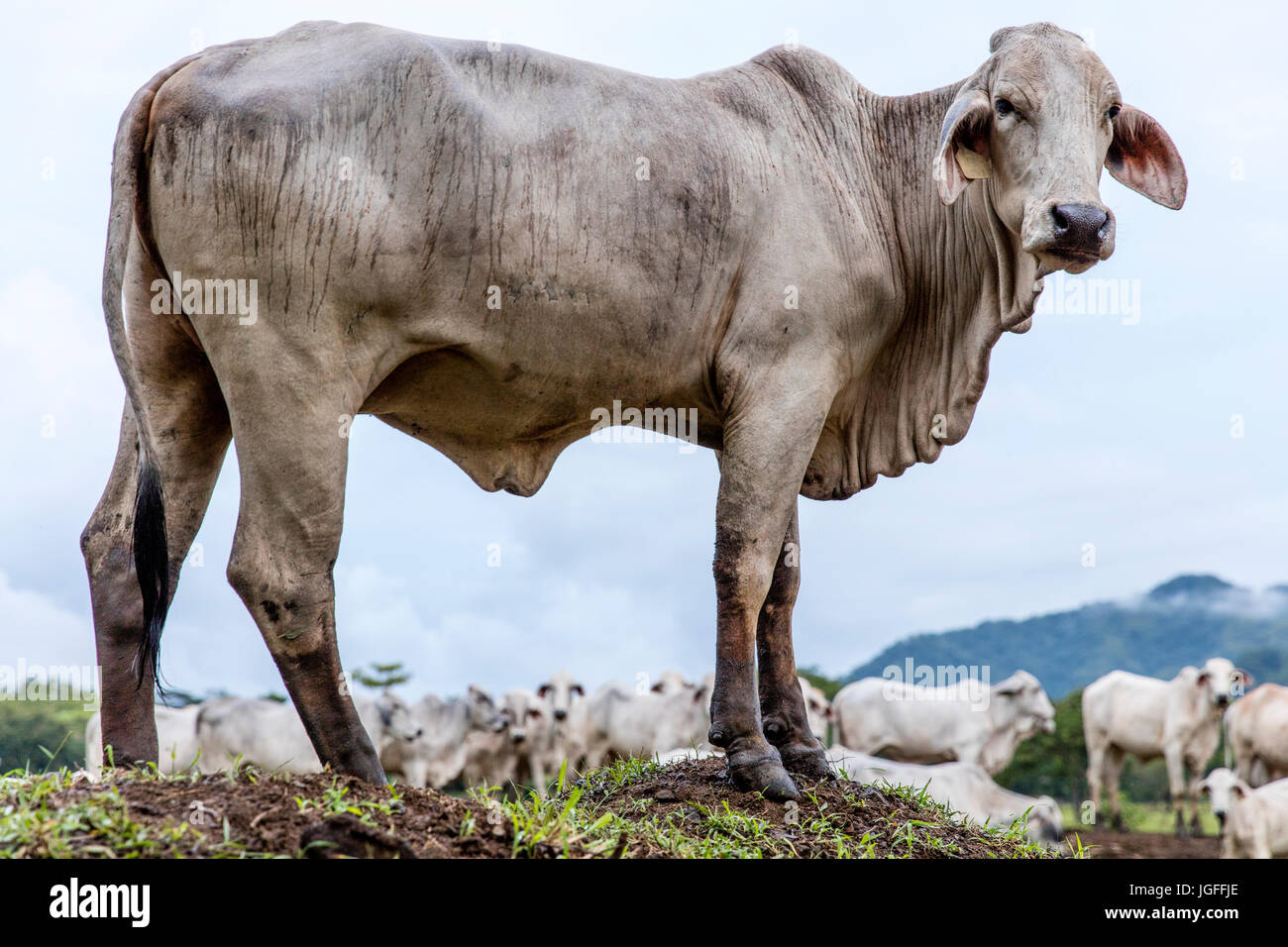 Kuh stehend auf Hügel Stockfoto