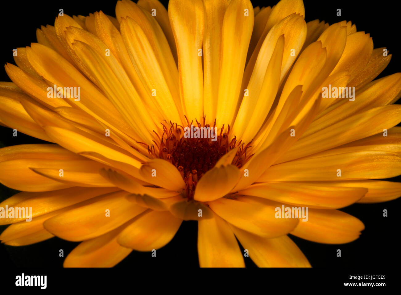 Ringelblume-Blume. einzelne Flowerhead. Stockfoto