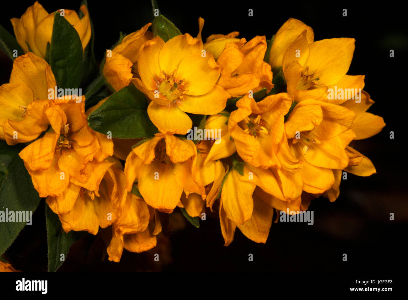 Trommler, gelbe Gilbweiderich Lysimachia. Stockfoto