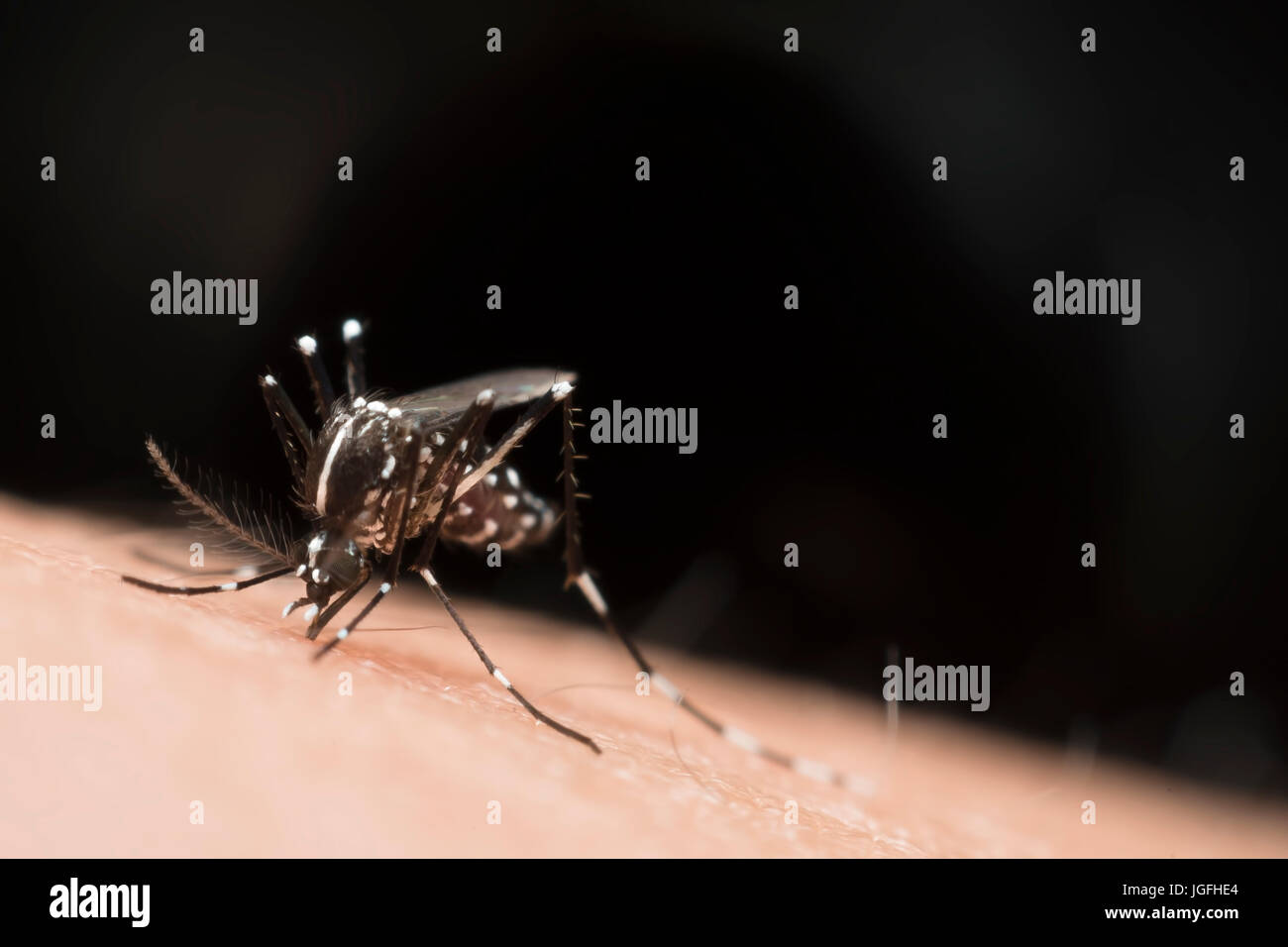 Makroaufnahme einer Mücke saugen Blut hautnah auf der menschlichen Haut (Aedes Aegypti) Stockfoto