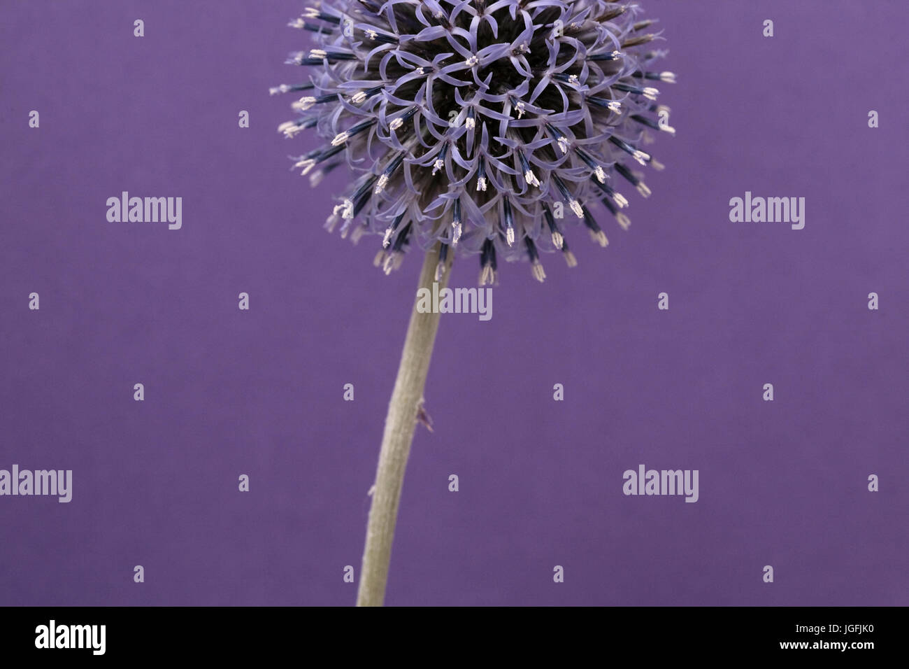 Studie von Echinops Veitchs Blue hautnah Stockfoto