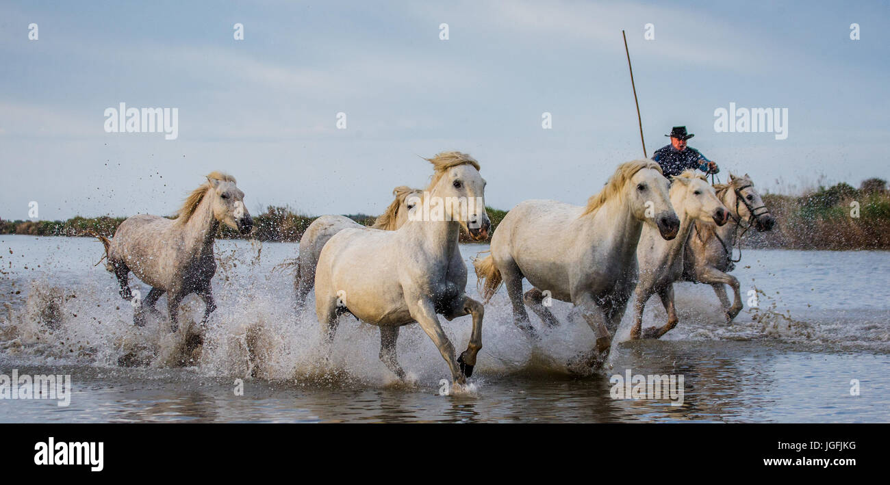 PROVENCE, Frankreich - 8. Mai 2015: Reiter auf dem Pferd grasen Camargue-Pferde im Naturschutzgebiet Sumpf in der Parc Regional de Camargue Stockfoto