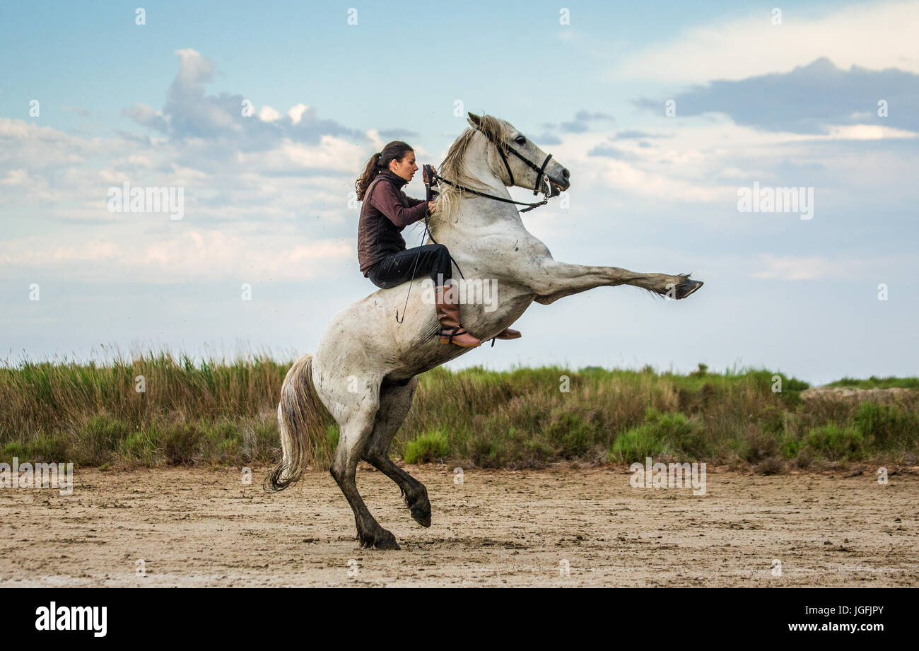 PROVENCE, Frankreich - 7. Mai 2015: Reiter auf dem weißen Camargue-Pferd im Parc Regional de Camargue - Provence, Frankreich Stockfoto