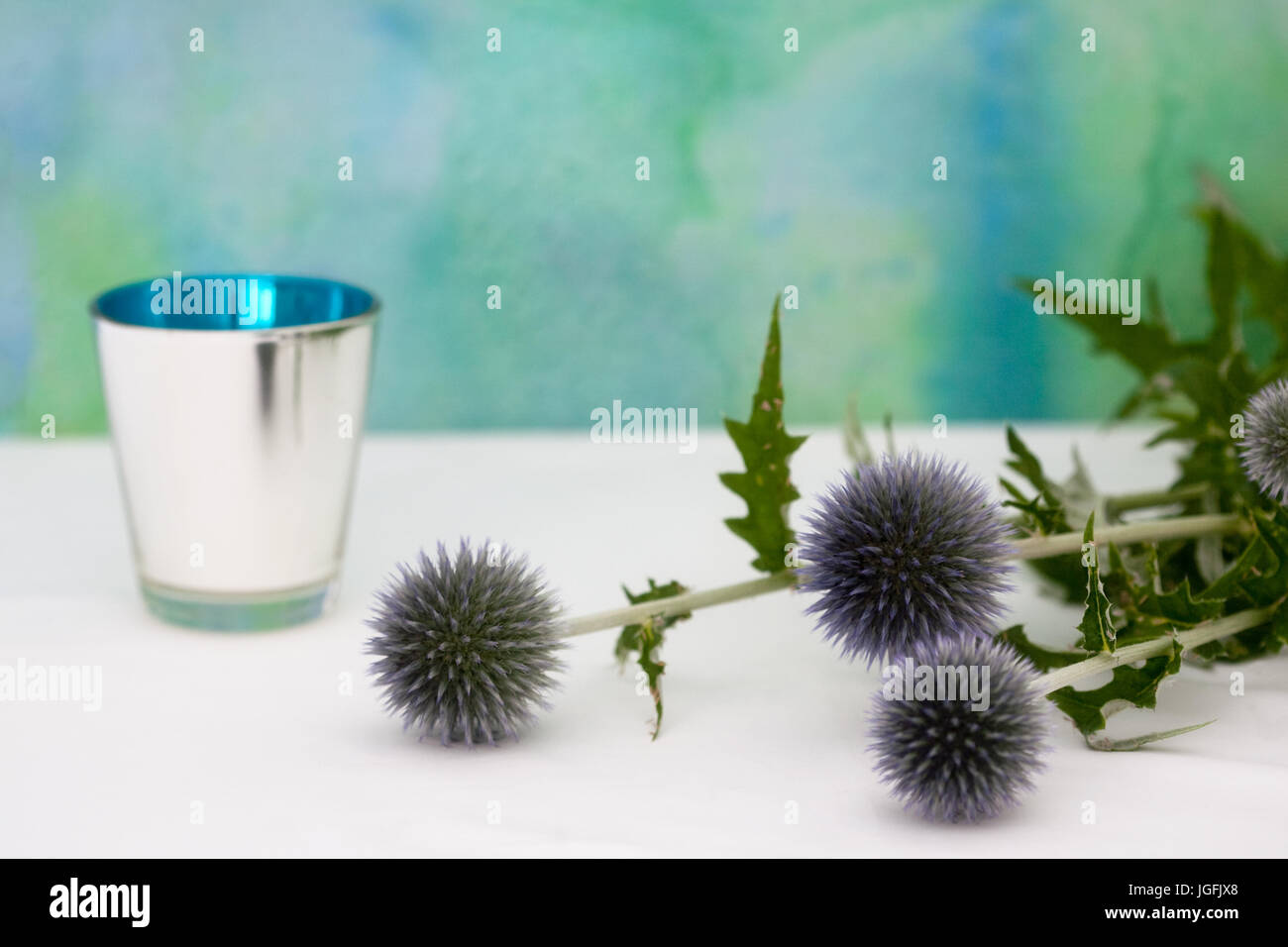 Studie von Echinops Veitchs Blue hautnah Stockfoto