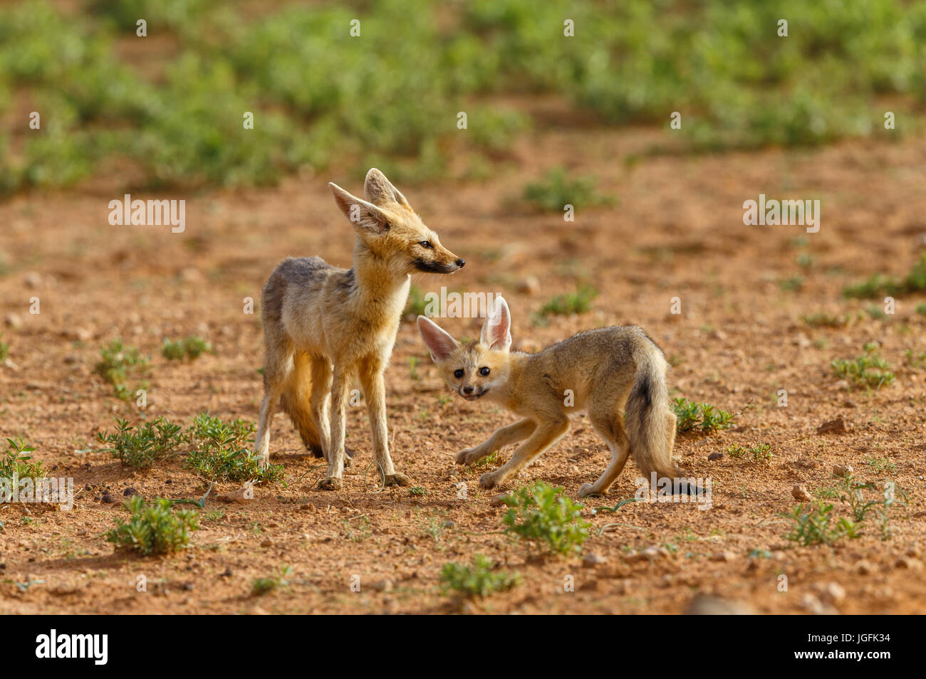 Eine Erwachsene weibliche Cape Fox, Vulpes Chama, mit eine rege und spielerisch leichte Pup außerhalb ihrer Höhle in den frühen Morgenstunden Kgalagadi Transfrontier Stockfoto