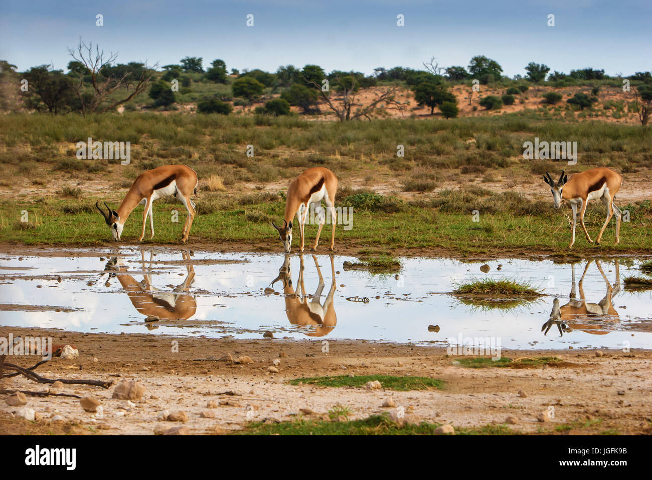 Drei Springbok Antidorcas Marsupialis trinken in Kgalagadi Transfrontier Park. Schönheit der Reflektionen im Wasser versetzt die feindliche Umgebung Stockfoto