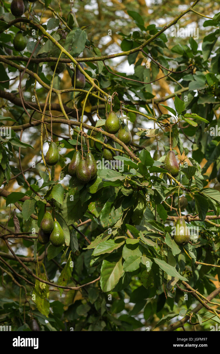 Avocado (Persea americana) mit Obst Stockfoto