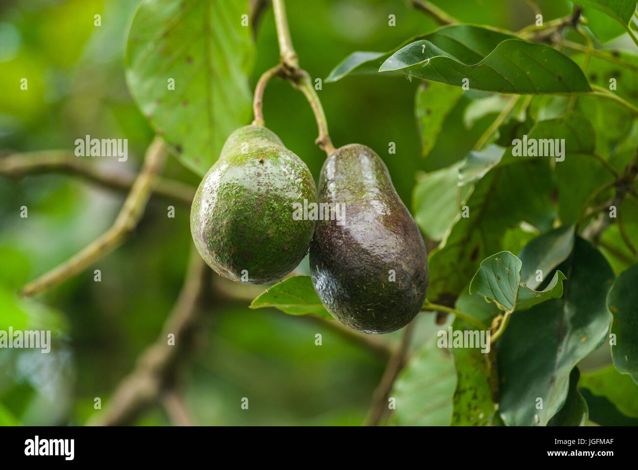 Avocado (Persea americana) mit Obst Stockfoto