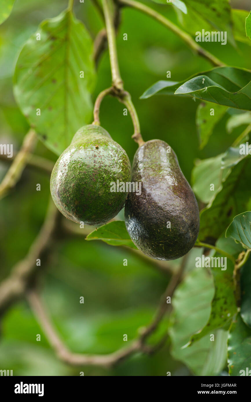 Avocado (Persea americana) mit Obst Stockfoto
