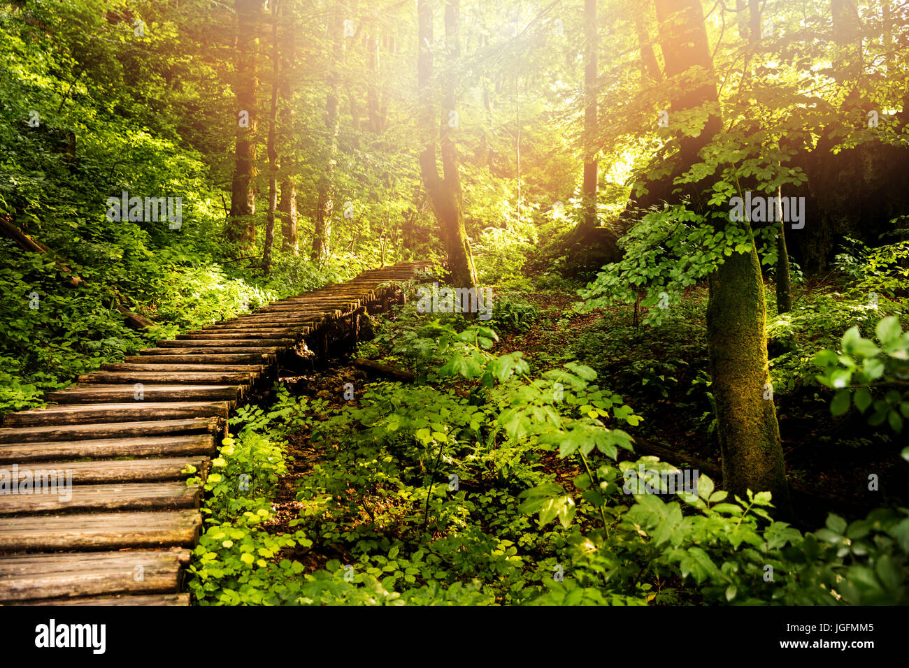Waldweg im Nationalpark Pltivice Seen. Kroatien Stockfoto