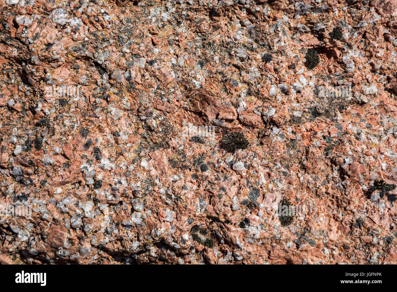 Roter Granit, Nahaufnahme von Eruptivgestein zeigt körnige Struktur und Textur Stockfoto