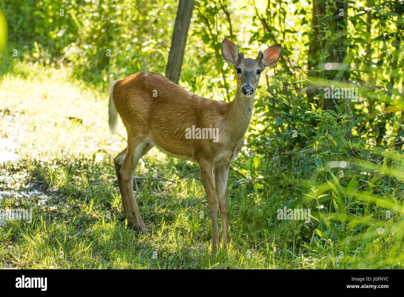 Eine junge Whitetail Deer starrt auf die Kamera. Stockfoto