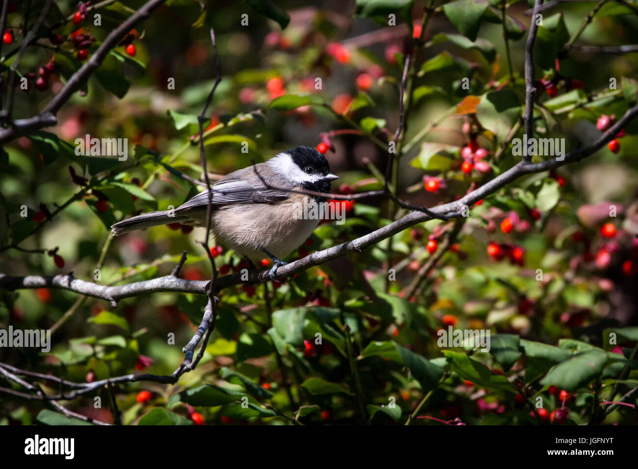 Eine Meise sitzt auf einem Ast. Stockfoto