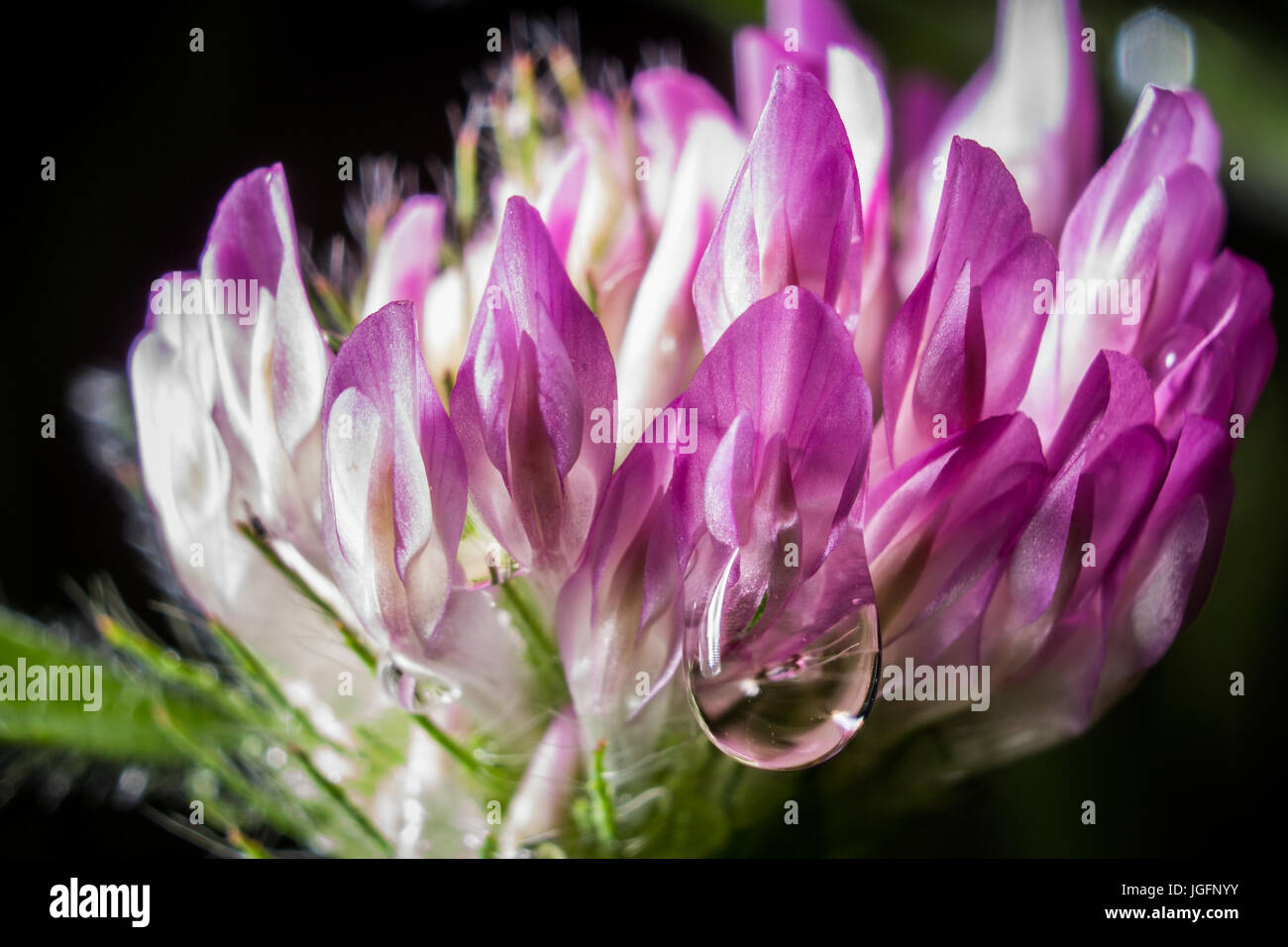 Ein roter Klee Blüte mit einem Tröpfchen des Regens. Stockfoto