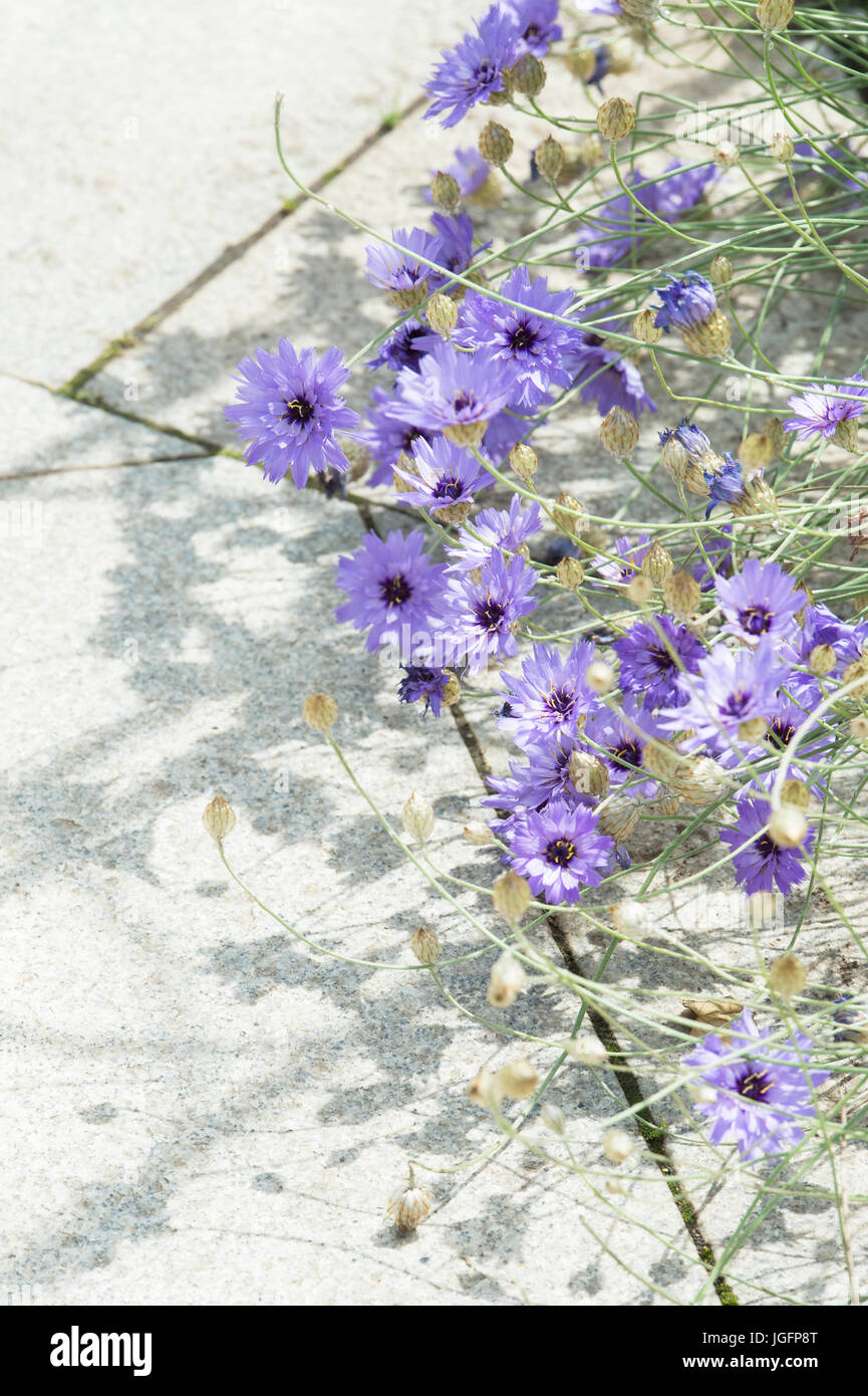 Catananche caerulea 'Amor Blau'. Cupids dart Blume. Liebe Anlage Stockfoto